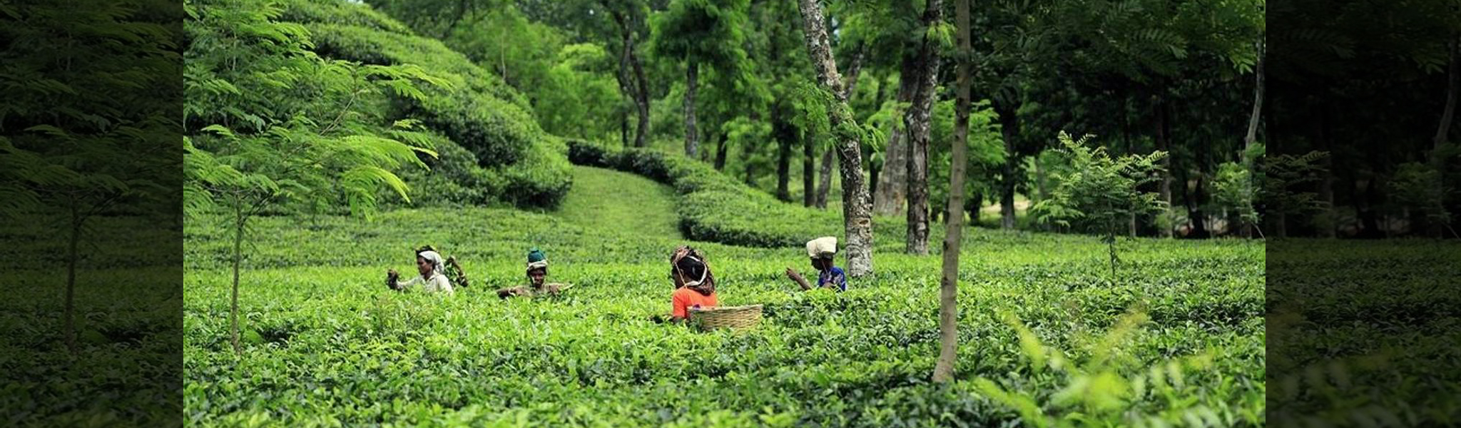 Tea Plantation Tour Bangladesh