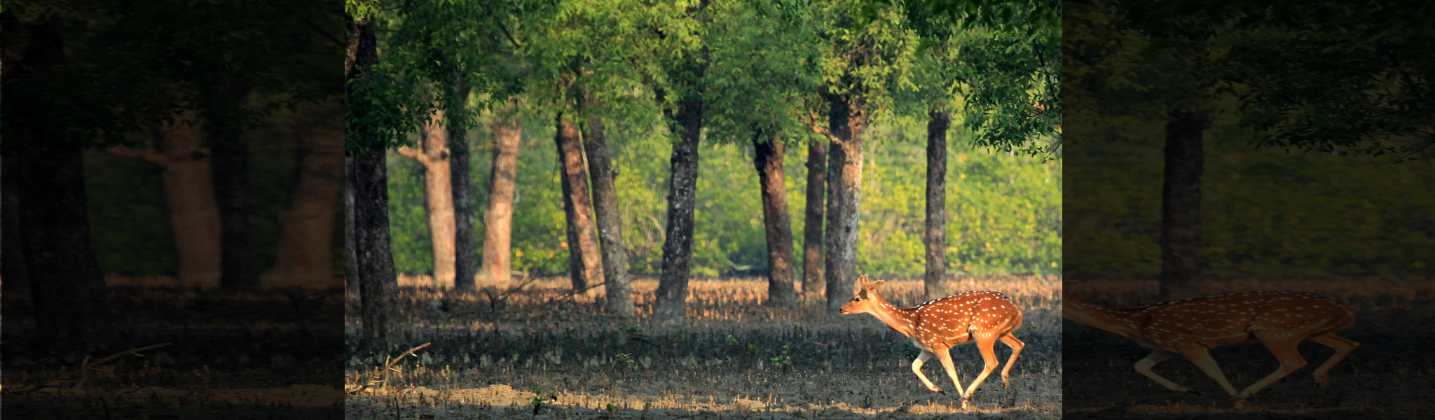 Rocket Cruise & Sundarbans Tour