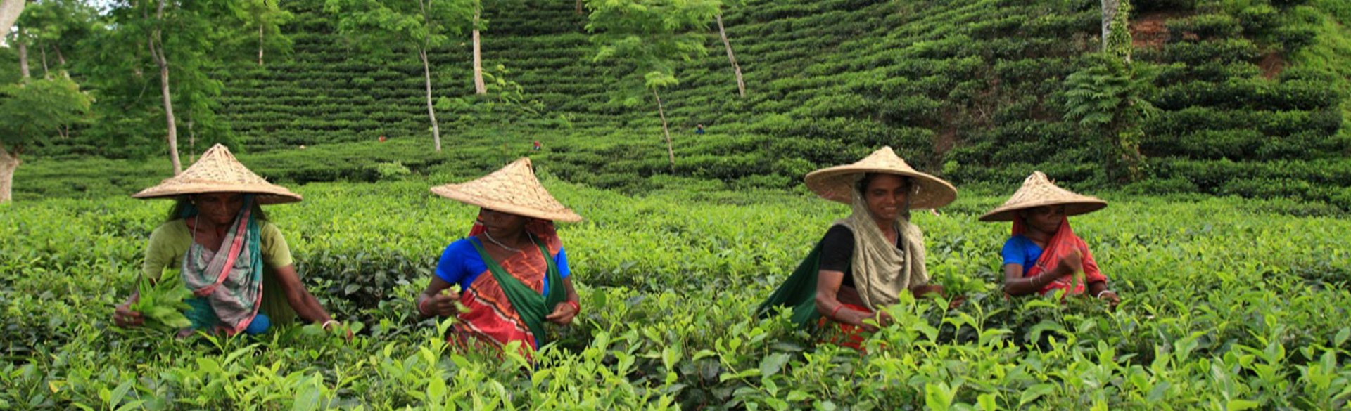 Ethnic People of the tea valley